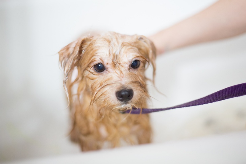 Dog Grooming in Aurora, CO